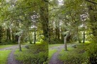 Woodland Track (36 KB)