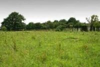 The Crick barrow as it appears today, looking towards the North-west (135 KB)