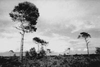 Holt Heath, Dorset (35 KB)