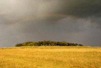 Badbury Rings hillfort, Dorset, photographed in June 1991 (91 KB)