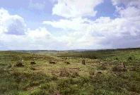 Barbrook I stone circle, Derbyshire, photographed in July 1988 (80 KB)