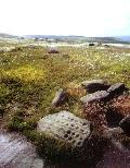 Idol Stone carved rock, West Yorkshire, photographed in July 1988 (128 KB)