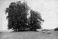 The Tinglestone long barrow, Gloucestershire, photographed in September 1990 (68 KB)